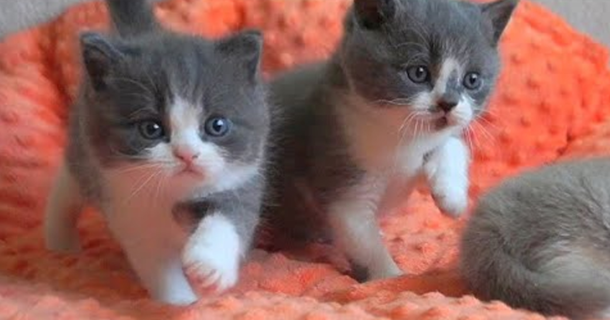 Британские котята 1 месяц. Британская кошка котята в 1 месяц. Новорожденные биколор британка кошка. British Kitten