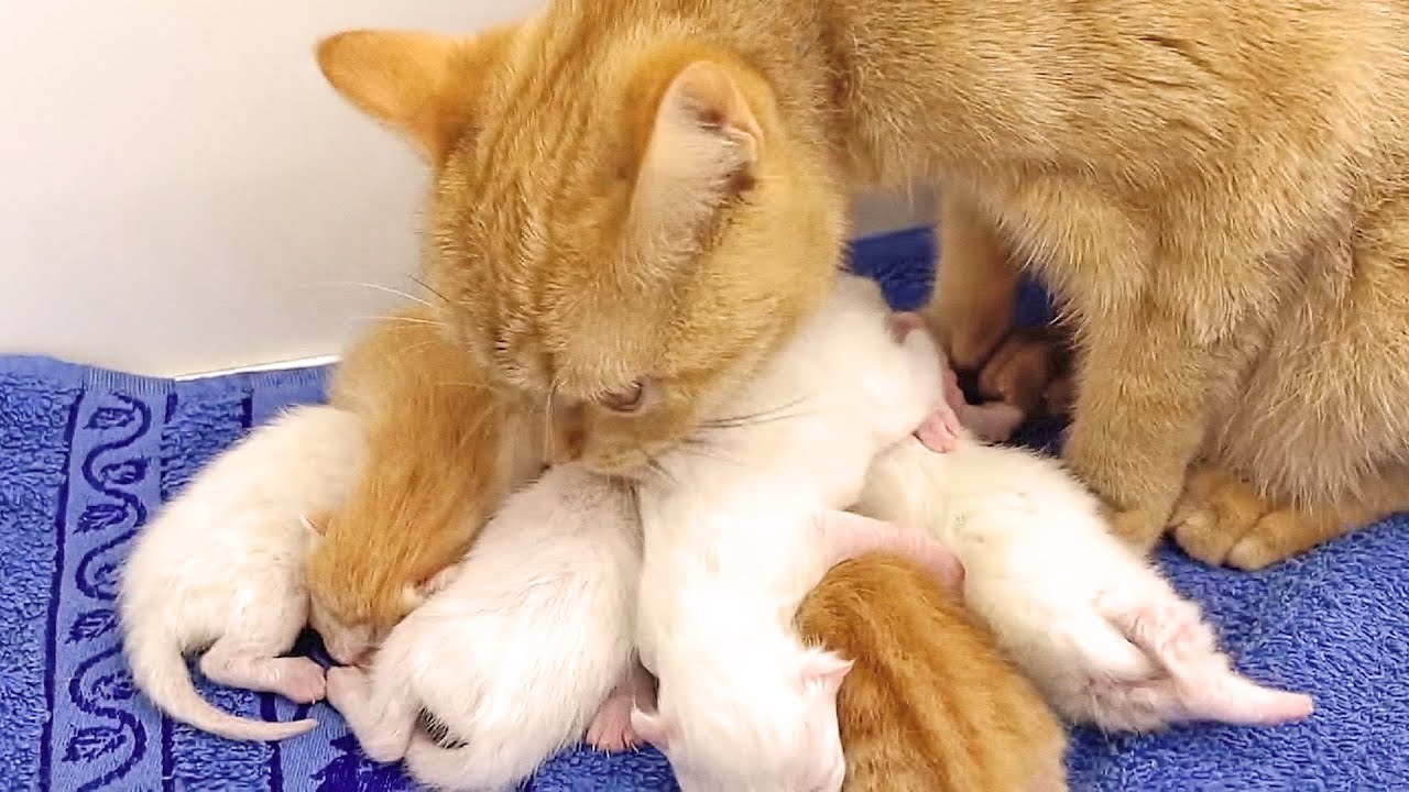 Mama cat wakes newborn kittens Time to eat and go back to sleep,