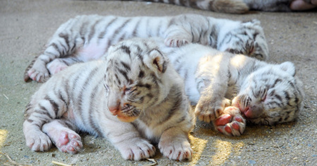 3 white tiger cubs,(01)
