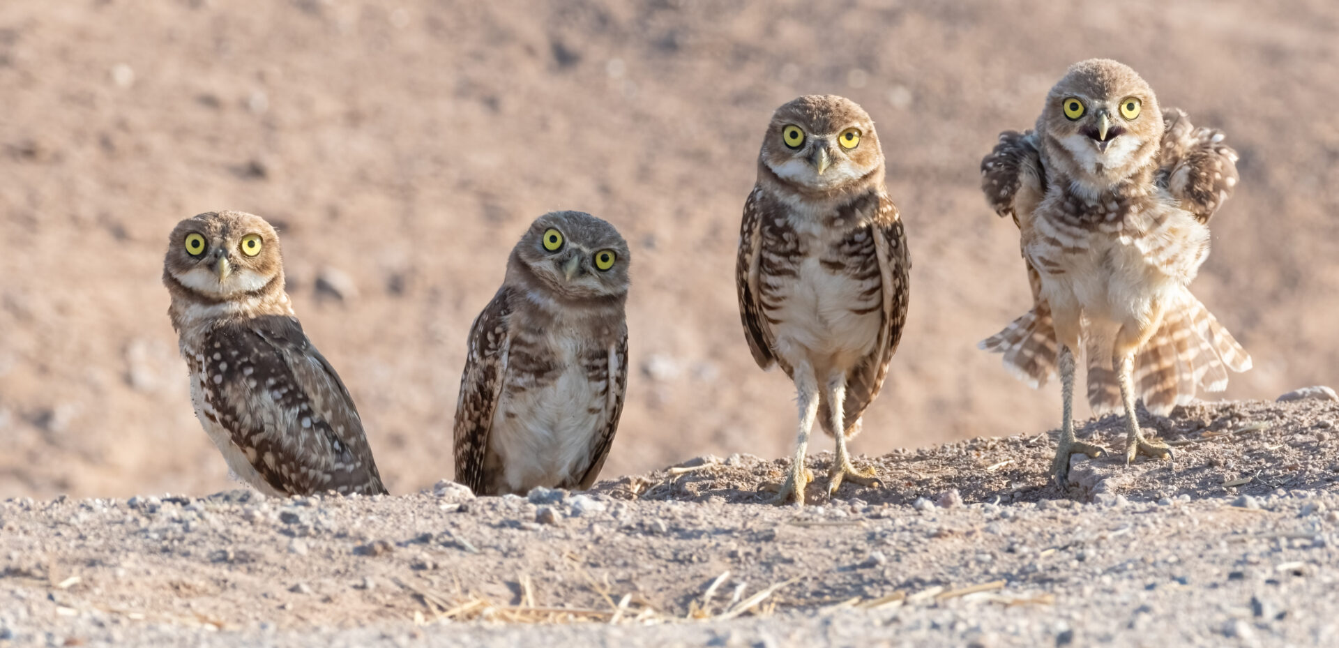 burrowing-owls