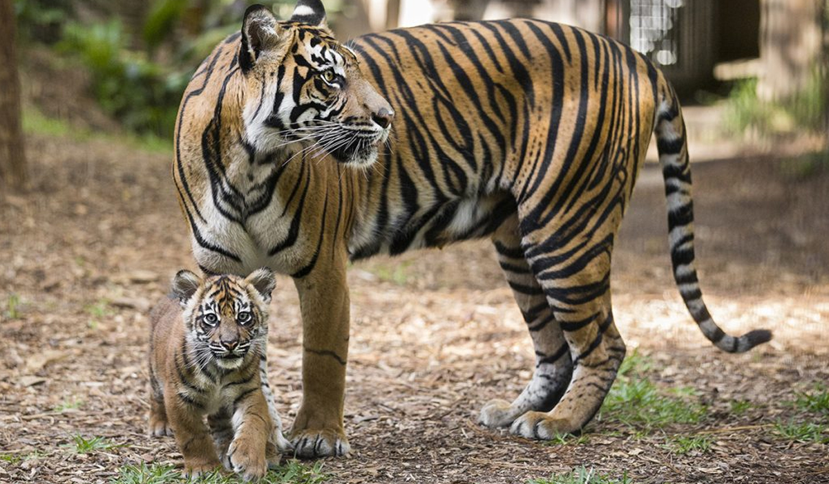 Mazy's Cub Explores Her Indoor Habitat,