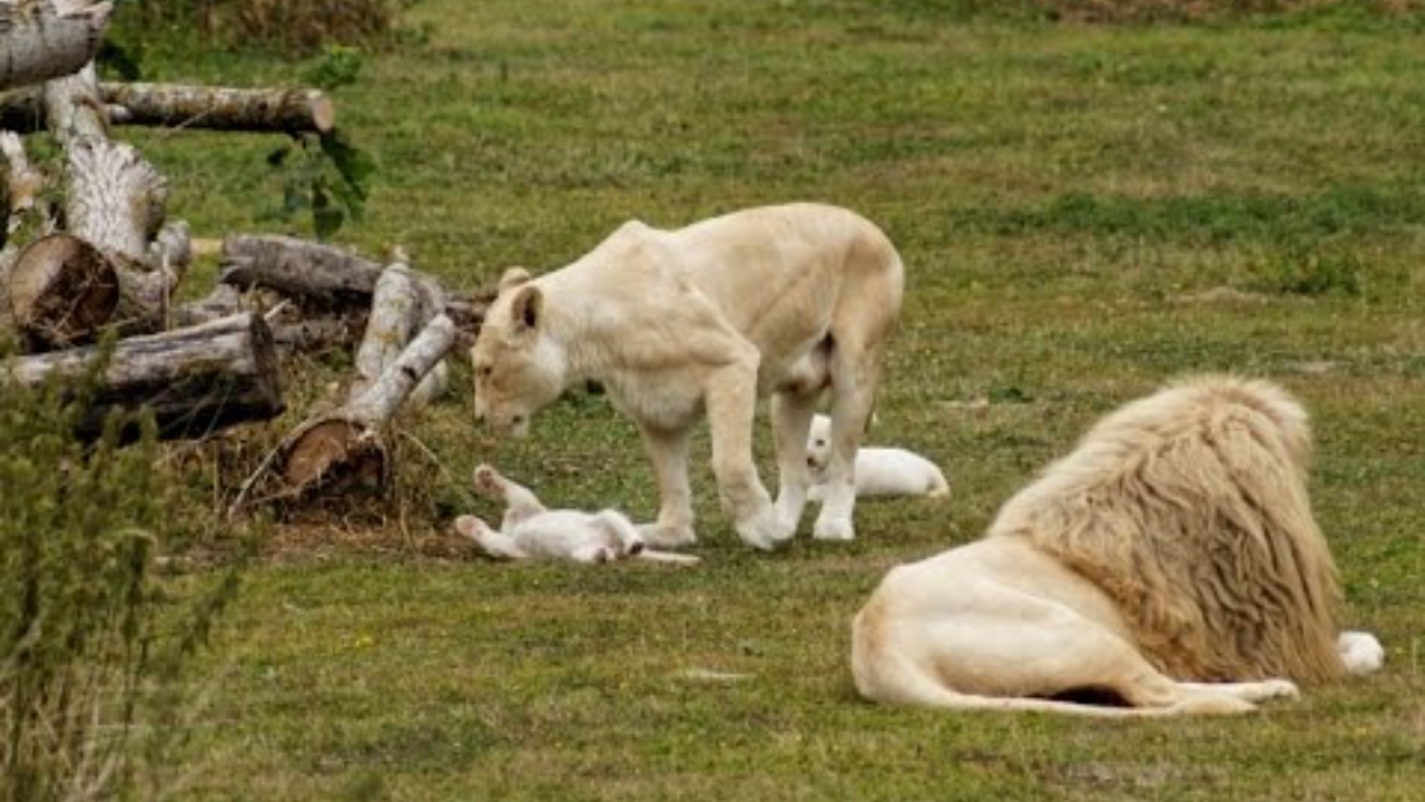 beautiful white lion cubs play with mama,