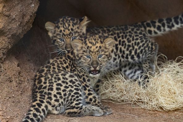 San Diego Zoo Wildlife Alliance Celebrates Birth of Two Rare Amur Leopards,