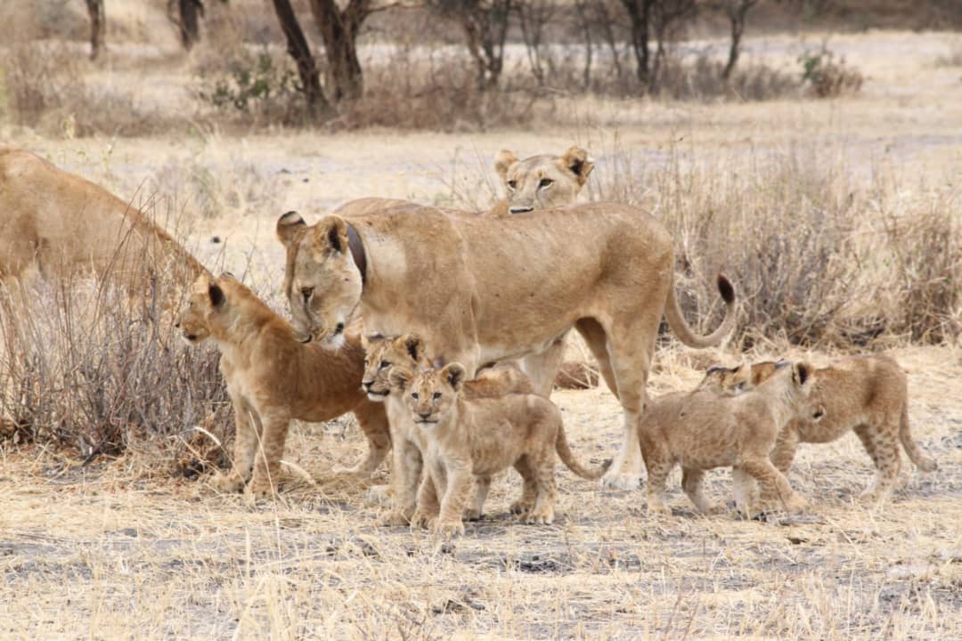 beautiful lion cubs with mother and dad,