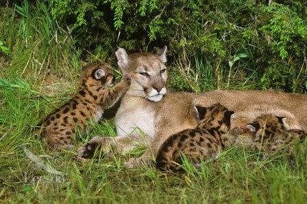 Three Orphaned Cougar Cubs Find A New Home At The Oklahoma Zoo,