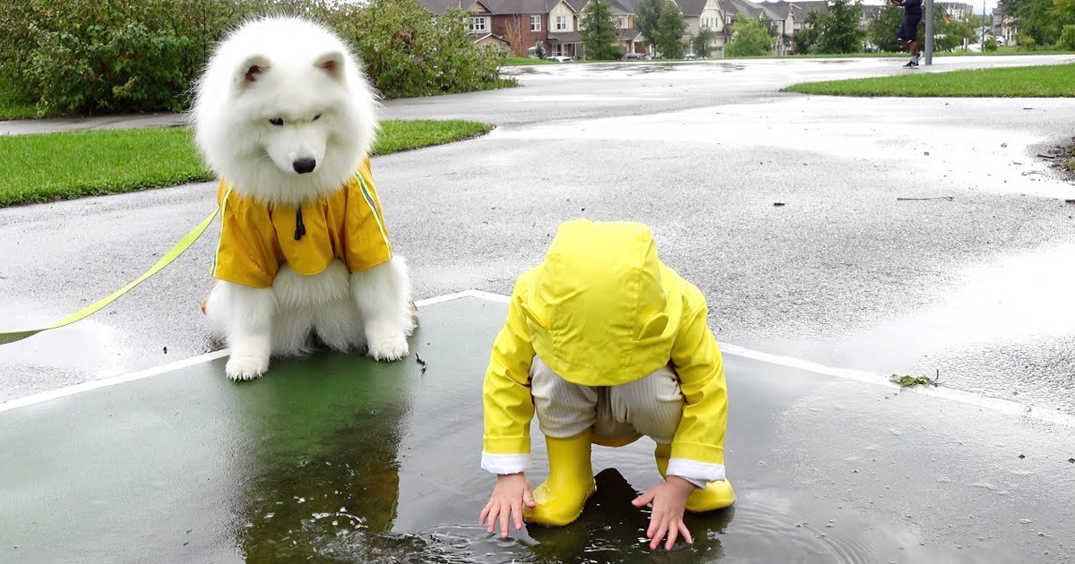 Why You Shouldn't Take Your Baby When Walking Your Dog