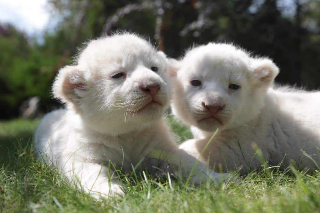 Rare white lion twins born in China after National Day,