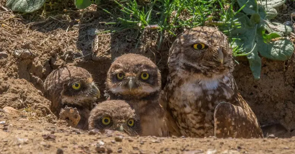 burrowing-owl-babies