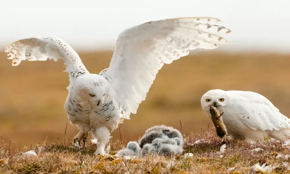 Snowy Owl family,