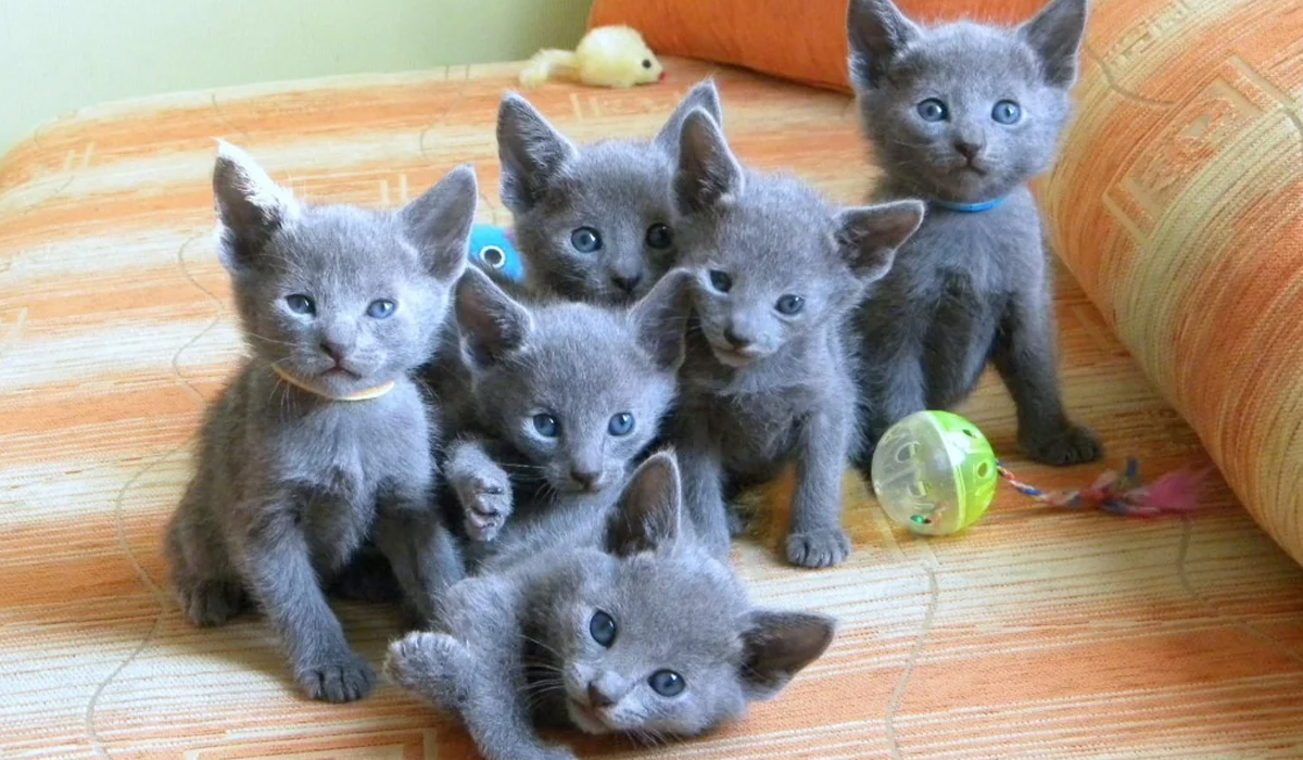 Russian blue Kittens,