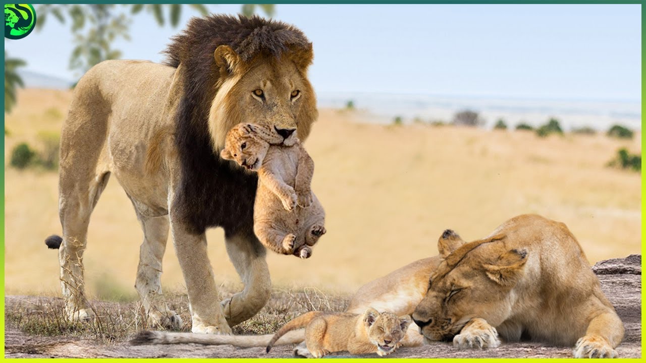 Why Male Lions Kill Their Cubs 