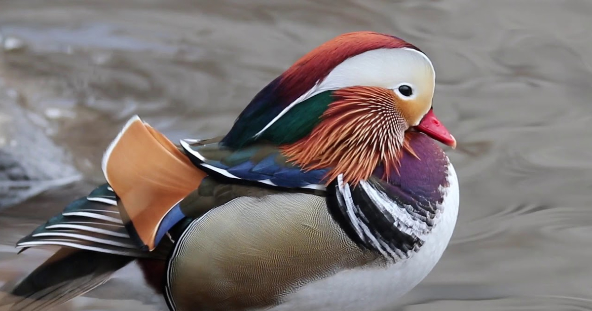 Mandarin Duck Visiting Central Park